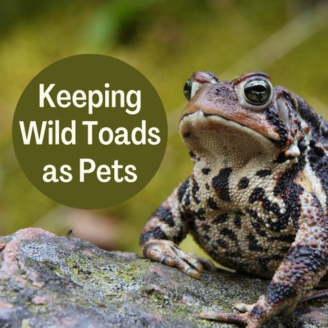 American Toad Tank, Toad Terrarium Ideas, Toad Abode Ideas, Cane Toad Enclosure, Pet Toad Habitat, Toad Habitat Tank, Toad Tank Setup, Toad Enclosure Ideas, Toad Enclosure