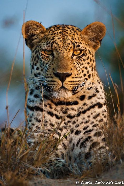 Leopard Morning Drive, African Leopard, Leopard Tattoos, Wild Animal Wallpaper, A Prince, Photo Of The Day, Large Cats, Wildlife Animals, African Animals