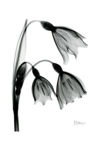 snowdrop xray Xray Tattoo, Xray Flower, January Snowdrop, Green Framed Art, Ray Tattoo, Snow Drop, Albert Koetsier, Snow Drops, Green Art Print