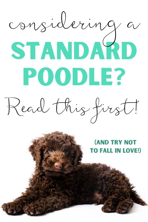 Standard Poodles Haircuts, Standard Poodle Haircut Styles Puppy, Standard Poodle Cuts, Poodles Puppies, Standard Poodle Grooming, Standard Poodle Haircuts, Poodle Training, Standard Poodle Puppy, Poodle Haircut Styles