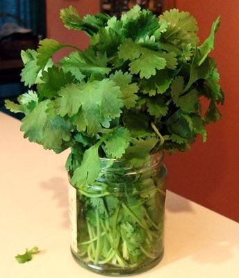 Cilantro In Water, Grow Cilantro, Grow Herbs, Baking Tips, Fresh Vegetables, Herb Garden, Kitchen Hacks, Fruits And Veggies, In Water