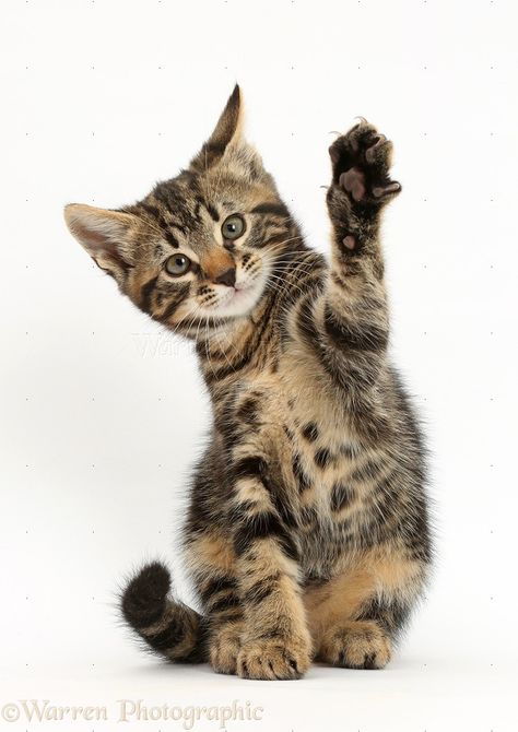 Tabby kitten waving Kitten Reference Photo, Cat Poses Drawing Reference, Kitten Reference, Kitten Poses, Cat Pose Yoga, Uwu Funny, Cat Waving, Waving Cat, Dog Foto