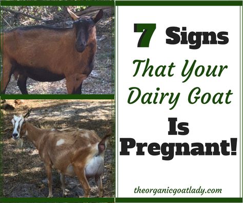 Are you having a hard time telling if your dairy goat is pregnant? Are you dreaming of fluffy newborn goats and fresh goat milk?! Then these 7 signs will... Breeding Goats, Goat Health, Goat Care, Animal Husbandry, Milk It, Dairy Goats, A Goat, Baby Goats, Hard Time