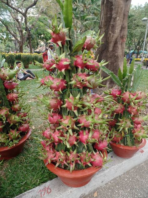 Dragon fruit Dragon Fruit Tree Trellis, Dragons Tattoos, Grow Dragon Fruit, Dragon Fruit Varieties, Olive Oil Bottle Design, How To Grow Dragon Fruit, Dragon Fruit Tree, Dragon Fruit Plant, Drawing Dragon