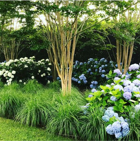 Hollander: Crepe myrtles, hydrangea and grasses Landscaping With Crepe Myrtles Backyards, Landscaping Around Crepe Myrtle, Crepe Myrtle Landscaping Backyards, Planting Under Crepe Myrtles, Crepe Myrtle And Hydrangea, Hydrangea With Grasses, Crepe Myrtle Underplanting, Hydrangea And Ornamental Grasses, Hydrangea And Grasses Landscaping