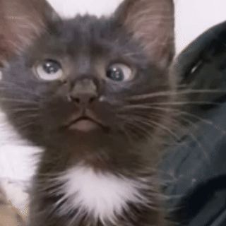 ──★ ˙🖤🤍 black and white kitten stim gif ! (source: @linshearts4paws on tiktok) Black And White Kitten, Running Gif, Black And White Kittens, White Kitten, White Kittens, Animal Gifs, Fur Babies, Art Reference, Kittens