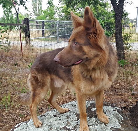 Liver German Shepherd, Dog Backyard, All Cat Breeds, German Sheperd Dogs, Giant Dog Breeds, Big Dog Breeds, Shepherd Dog Breeds, Pretty Dogs, Brown Dog