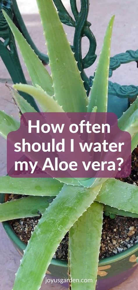 Aloe vera is a popular succulent plant. Here we answer questions about aloe vera plants & care for aloe vera indoors. Find out answers to aloe vera problems, common aloe vera problems, & aloe vera issues. These aloe vera growing tips will help you with growing aloe vera. An aloe vera houseplant or aloe vera succulent isn't hard to grow but there are important things to know. Caring For Aloe Vera Plant Houseplant, How Often To Water Aloe Vera Plant, Alo Vera Plant Care, Aloe Vera Plant Care Outdoor, Aleo Plant Care, How To Water Aloe Vera Plant, Transplant Aloe Vera Plant, Aloe Vera Plant Care Tips, Caring For Aloe Vera Plant