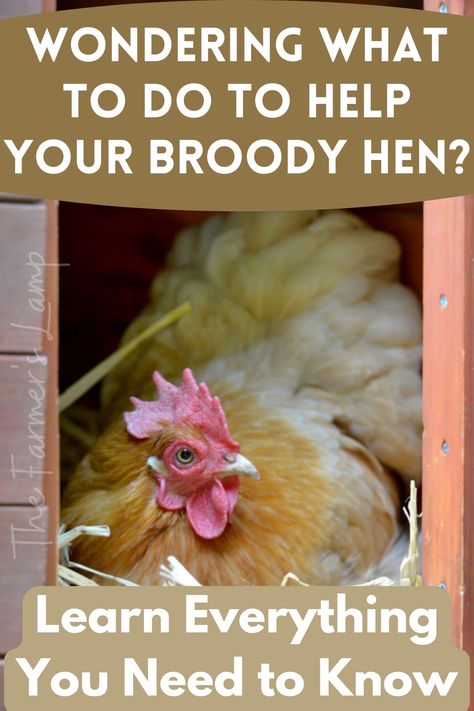 broody hen on a nest Broody Hen Tips, Broody Chicken, Broody Hen, Chicken Raising, Hatching Chicks, Backyard Chicken Farming, Hatching Eggs, Backyard Chickens, Things To Make