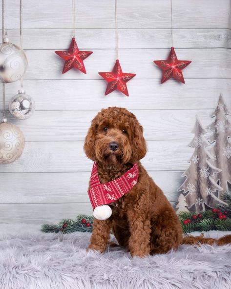 Dog Photography Christmas, Christmas Pet Photoshoot, Studio Dog Photography, Dog Holiday Photoshoot, Dog Christmas Photoshoot, Pet Christmas Photos, Puppy Picture Ideas, Holiday Pet Photography, Pet Christmas Pictures