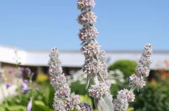 How to Dry Lamb's Ear Cuttings Dry Lambs Ear, Lambs Ear Plant, Ear Seeds, Stachys Byzantina, Witchy Garden, Drought Resistant Plants, Lamb's Ear, Drought Resistant, Wild Edibles