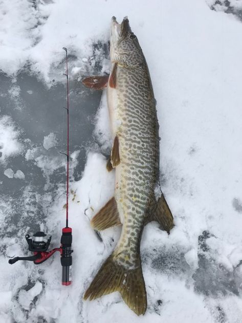 Huge tiger muskies can be targeted in areas like Pineview Reservoir. Here are a few tips and ideas to help you have success. Tiger Muskie, Fish References, Muskie Fishing, Rich Future, Scientific Drawing, Musky Fishing, Filthy Rich, Fishing Tips, 2025 Vision