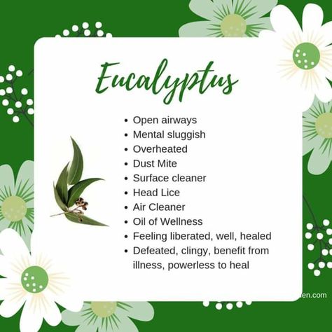 Eucalyptus Eucalyptus Properties Magic, Eucalyptus Symbolism, How To Smell Like Eucalyptus, Eucalyptus Tea Benefits, Eucalyptus Meaning, Eucalyptus Benefits, Eucalyptus Oil Benefits, Herbal Monographs, Herbalist Kitchen