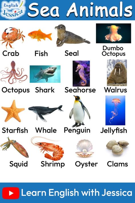 Sea Animals, Under The Sea, Learn English, Vocabulary, Fun Facts, Animals