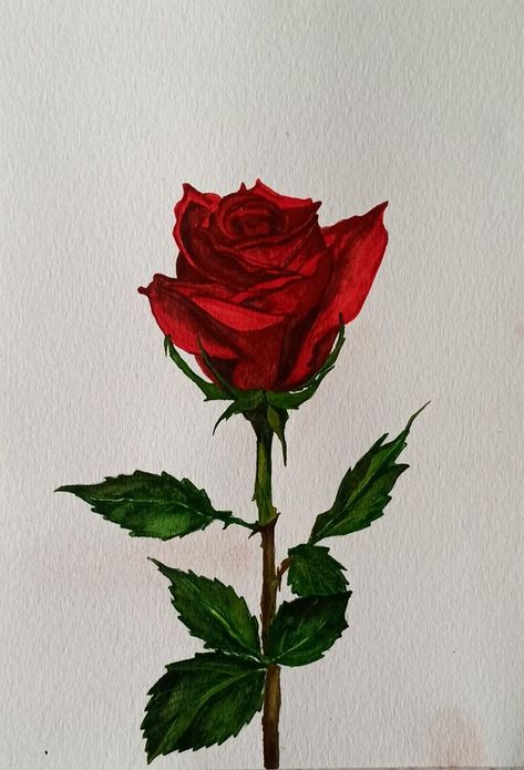 ~Red Rose~ | Art drawings simple, Maple leaf tattoo, Red roses Red Rose Drawing, Red Rose Art, Tattoo Red, Leaf Tattoo, Single Red Rose, Rosé Aesthetic, Watercolor Red, Rose Drawing, Drawings Simple