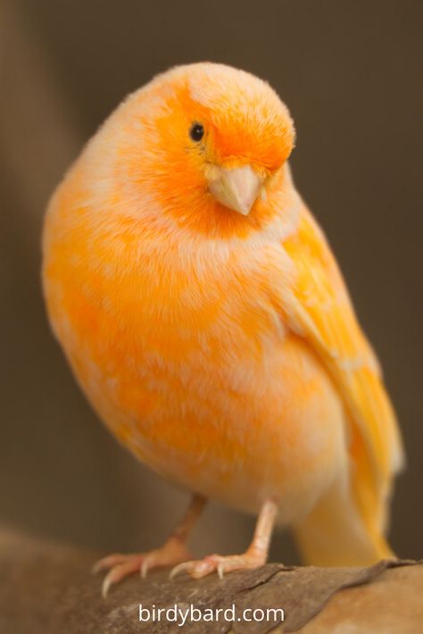 Feathers, flight, and fascinating diversity! Discover the captivating world of birds on our Pinterest board. From stunning plumage to extraordinary migratory journeys, explore the wonders of avian life. Get inspired by beautiful bird photography, learn about different species, and find tips for attracting feathered friends to your backyard. Join us in celebrating these winged creatures and unlock the secrets of the sky. Follow our board for a daily dose of avian awe and share your own birdin Best Pet Birds, Pet Bird Cage, Canary Birds, African Grey Parrot, Finches, Parrot Bird, Pet Bird, Bird Pictures, All Birds