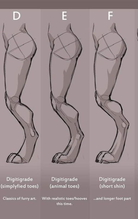 Anthro Drawing Reference, Anthro Legs Reference, How To Draw Thighs, Fursona Types, Legs Reference Drawing, Leg Reference Drawing, How To Draw Legs, Fursona Base, Legs Reference