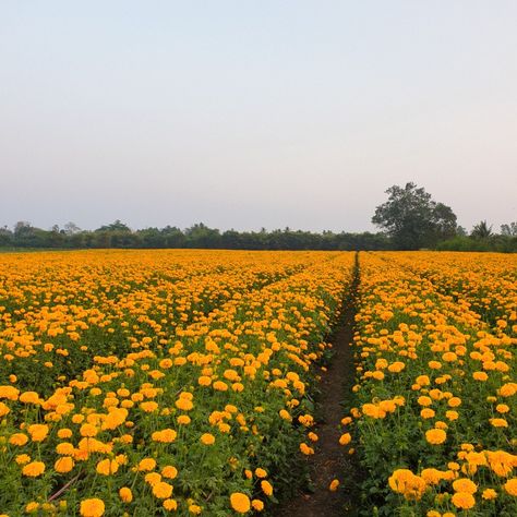 Marigold Flower Field, Field Of Marigolds, Rewrite Our Story Kat Singleton, Marigold Field, Kat Singleton, Sarah Core, Garden Core, Fairytale Garden, Field Wallpaper