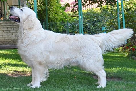 Summer Brook - English Cream Golden Retriever Breeder Cream Retriever, White Golden Retriever, What Is English, Cream Golden Retriever, English Golden Retrievers, English Cream, Golden Retriever Christmas, Golden Retriever Funny, Labrador Retriever Puppies