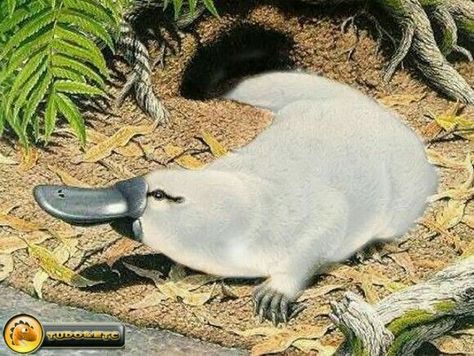 The albino platypus Duckbill Platypus, Albino Hedgehog, Melanistic Animals, Rare Albino Animals, White Animals, Albino Animals, Interesting Animals, Unusual Animals, Rare Animals