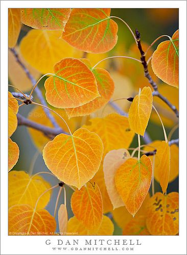 Aspen Leaves in Transition Aspen Leaves, Aspen Leaf, Aspen Trees, Fall Time, Golden Leaves, Foto Art, Autumn Beauty, Yellow Leaves, Tree Leaves