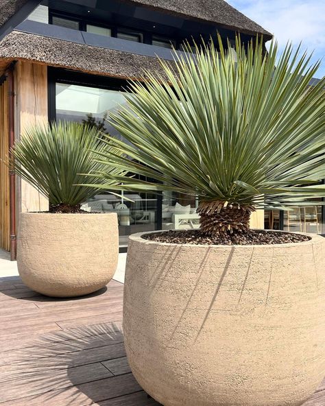 Fresh Perspective, Agaves, Plant Design, Marbella, Planter Pots, Villa, Plants, Design