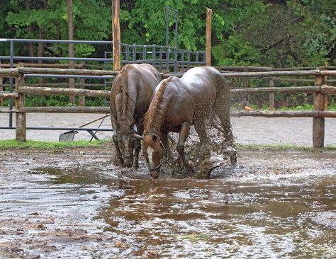 how to deal with horse farm mud, managing muddy horse farm, how to control manure management, managing horse manure Paddock Footing, Muddy Horse, Horse Playing, Arena Footing, Manure Management, Horse Paddock, Horse Behavior, Horse Manure, Run In Shed