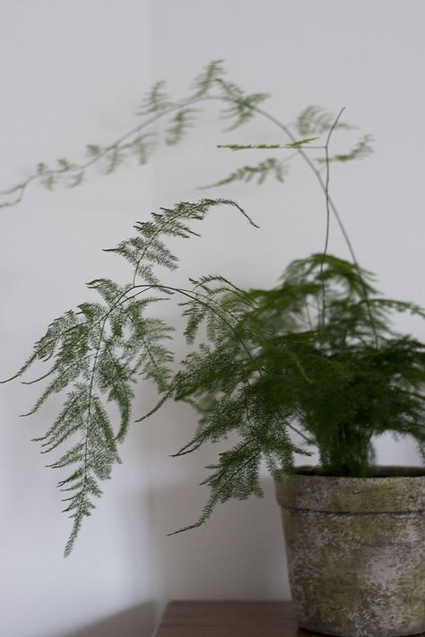 Balcony Vibes, Asparagus Setaceus, Statement Plants, Plants Interior, Artificial Potted Plants, Houseplants Indoor, Plant Aesthetic, House Plants Decor, House Plants Indoor