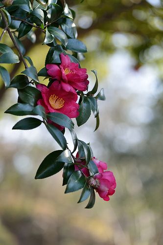 Camelia Tree, Sasanqua Camellia, Camellia Sasanqua, Border Plants, Flower Landscape, Beautiful Flowers Wallpapers, Nature Garden, Garden Features, Exotic Plants