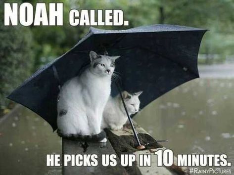 40 Hilarious Animal Pictures That Are Priceless Rain Humor, Rainy Day Quotes, Meme Comics, Funny Animal Memes, Funny Animal Pictures, Animal Memes, Cat Day, Cat Pics, Cat Memes