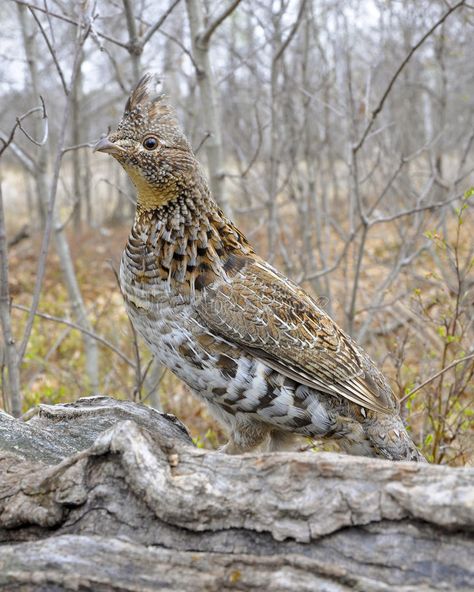 Michigan Birds, Grouse Hunting, Ruffed Grouse, Upland Bird Hunting, Spring Poster, Gamebirds, Turkey Painting, Carved Birds, English Setter Dogs