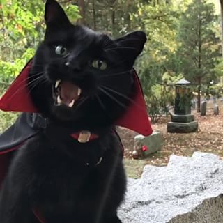 Diy Chat, Vampire Cat, A Black Cat, Beautiful Cats, Dracula, 귀여운 동물, Animal Memes, Cute Funny Animals, Animals Friends