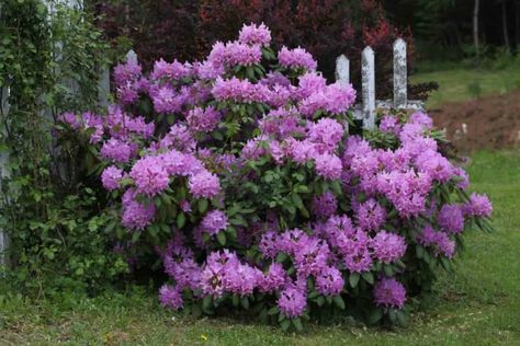 Rododendro Garden Ideas, Lavender Rhododendron Shrub, English Roseum Rhododendron, Rhododendrum Bush, Rodadendren Flower, Rhodendron Garden, Rhododendron Landscape Front Yard, Rodadendren Bush, Rhododendron Hedge