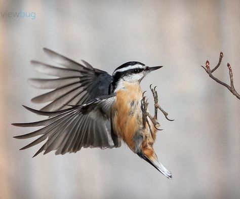 Red Breasted Nuthatch, Nuthatch Bird, Nuthatches, Bird Images, Bird Paintings, Bird Photos, Chickadees, Inspiring Images, Perfect Timing