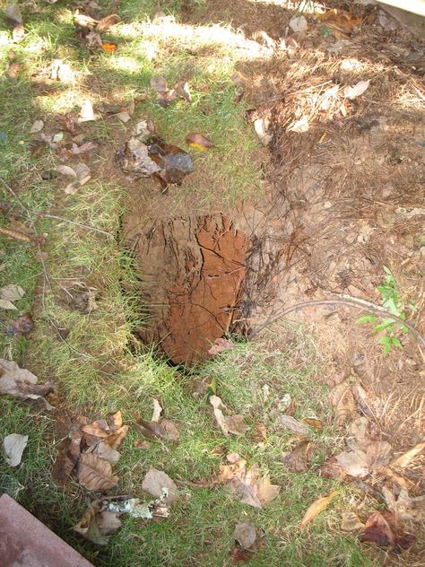 Sinkholes in the Landscape | Walter Reeves: The Georgia Gardener Small Retaining Wall, Sink Hole, Limestone Caves, Garden Calendar, Soil Layers, Outdoor Flowers, Plant Identification, Ornamental Trees, Landscaping Company