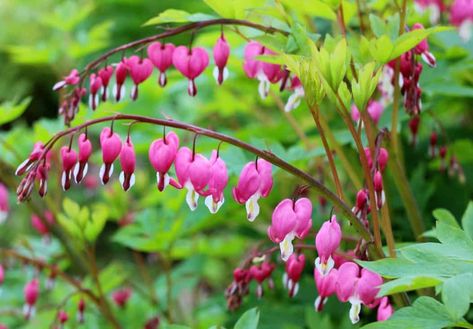 19 Amazing Perennials for Zone 6 for Season Long Beauty Best Perrenials For Zone 6, Zone 6b Perennials, Zone 6 Plants, Flowering Shade Plants, Plants That Like Shade, Summer Blooming Flowers, Best Plants For Shade, Shade Loving Perennials, Lenten Rose