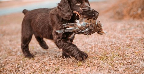 The energetic medium-sized Boykin Spaniels are flawless companions to humans. These friendly species with an instinct for hunting proves to be a perfect pet when given required attention along with nourishment. The owners often ignore the specifications required in the food for young Boykin Spaniels. It is advised to provide a larger amount of protein to the puppies as compared to the adult ones in order to support their proper development. Therefore, selecting a meal for your puppies can be a c Boykin Spaniel Puppies, Dogs Hunting, Puppy Formula, Best Puppy Food, Boykin Spaniel, Free Puppies, Best Puppies, Animal Training, Spaniel Puppies