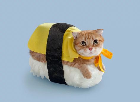 felines dress up with seaweed and rice for sushi cats series A Cat, Yellow, Black