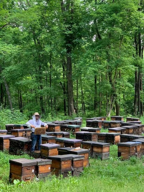 What a nice place suitable for honey bee. These are right places where we get the natural and pure honey for our clients. A large supply of 10,000Mt/per year is available. Email: mr.sunsales@hotmail.com #beekeeping #honey #apiculture Natural Resource, Farm Lifestyle, Bee Honey, Pure Honey, Fish Farming, Nice Place, Natural Resources, Bee Keeping, The Natural