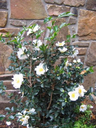 Cameliia sasanqua 'Setsugekka' White Bushes, Southern Landscapes, Flowering Hedge, Bungalow Garden, Camellia Sasanqua, Plant Library, Nursery Plant, Backyard Plants, Top Soil