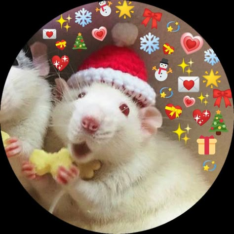 Pfp Christmas Matching, Christmas Profile, Christmas Profile Pictures, Anime Snow, Christmas Pfp, Discord Profile, Ios Wallpaper, Christmas Decorations For Kids, Christmas Matching