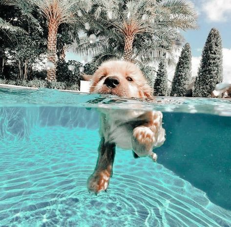 A Dog, Swimming, Pool, Water