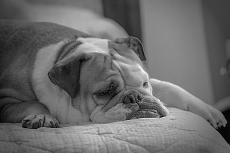 450+ Brilliant Ideas for English Bulldog Names English Bulldog Names, Puppy Girl Names, Boy Dog Names, Bulldog Names, Best Dog Names, Olde English Bulldogge, English Bulldog Puppy, Boy Dog, Bulldog Puppies