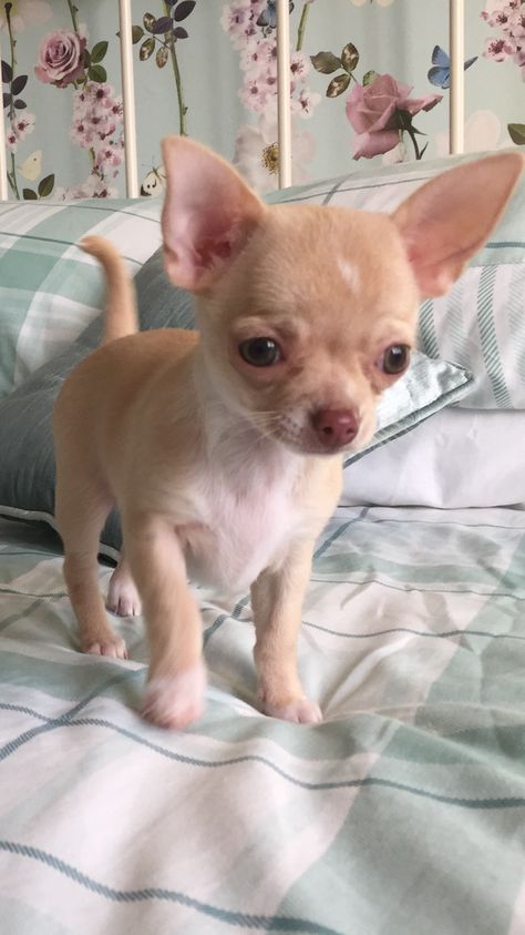 Chiuahaha Puppies, Chihuahua Aesthetic, Chiwawa Puppies, Small Chihuahua, Psy Chihuahua, Tiny Chihuahua, Big Dogs Breeds, Biggest Dog In The World, Pomeranian Puppies For Sale