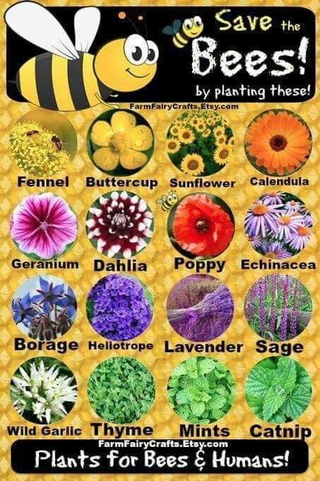 Save The Bees, Plant These Catnip Plant, Bee Friendly Plants, Funny Vine, Bee Friendly Garden, Fairy Crafts, Bee Garden, Bee Friendly, Have Inspiration, Pollinator Garden