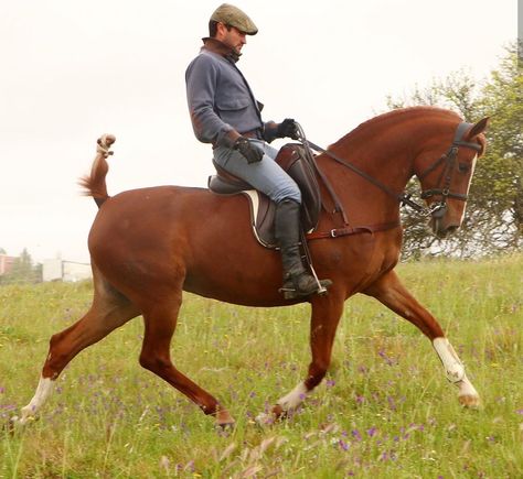 Man On Horse Reference, Riding A Horse Reference, Riding Horse Pose, Horse Riding Reference, Riding Horse Reference, Person Riding Horse Drawing Reference, Person Riding Horse, Everyday Poses, People Riding Horses