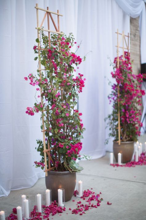 Bougainvillea Trellis, Arizona Gardening, Diy Garden Trellis, نباتات منزلية, Garden Arches, Trellis Plants, Garden Trellis, Bougainvillea, Terrace Garden