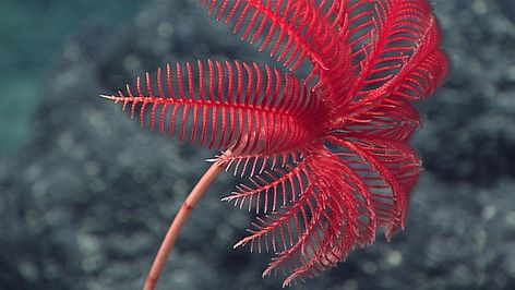 This beautiful creature is a stalked crinoid, also known as a sea lily. Crinoids are echinoderms, the same family as sea stars. Image courtesy of the NOAA Office of Ocean Exploration and Research, 2016 Deepwater Exploration of the Marianas Sea Lily, Mariana Trench, Bristlecone Pine, Ocean Images, Great Basin National Park, Marianas Trench, Bottom Of The Ocean, Deep Water, Ocean Creatures