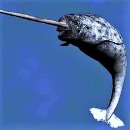 Narwhal ( Unicorn Whale ) One of the most magnificent creatures of all time. Creature Marine, Sea Mammal, Water Animals, Underwater Creatures, Underwater Life, Marine Mammals, Narwhal, Marine Animals, Ocean Creatures