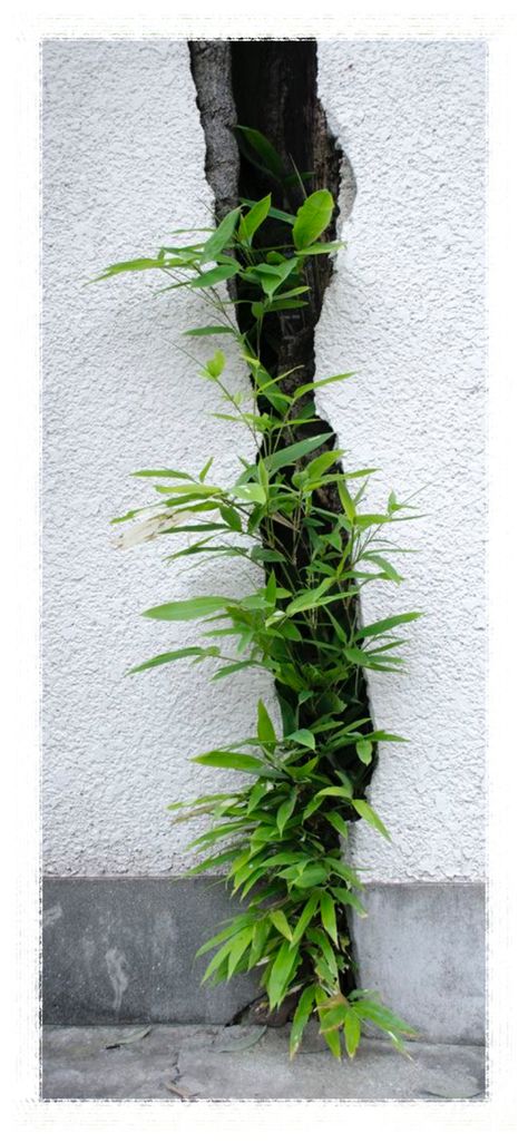 Guerrilla Gardening, Urban Nature, Green Photo, Urban Jungle, Urban Garden, Ikebana, Green Thumb, Wabi Sabi, Secret Garden